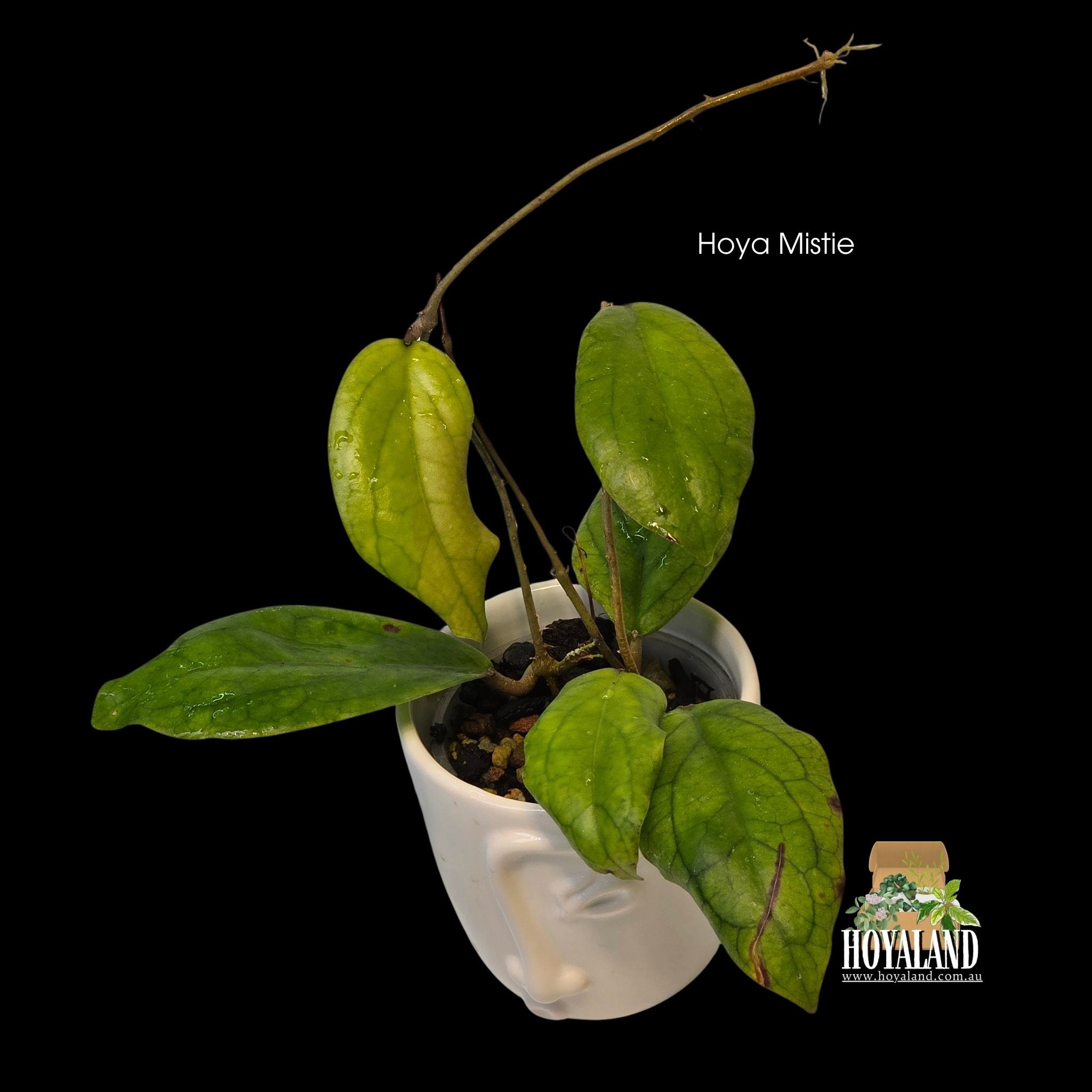 Hoya Mistie (4).jpg