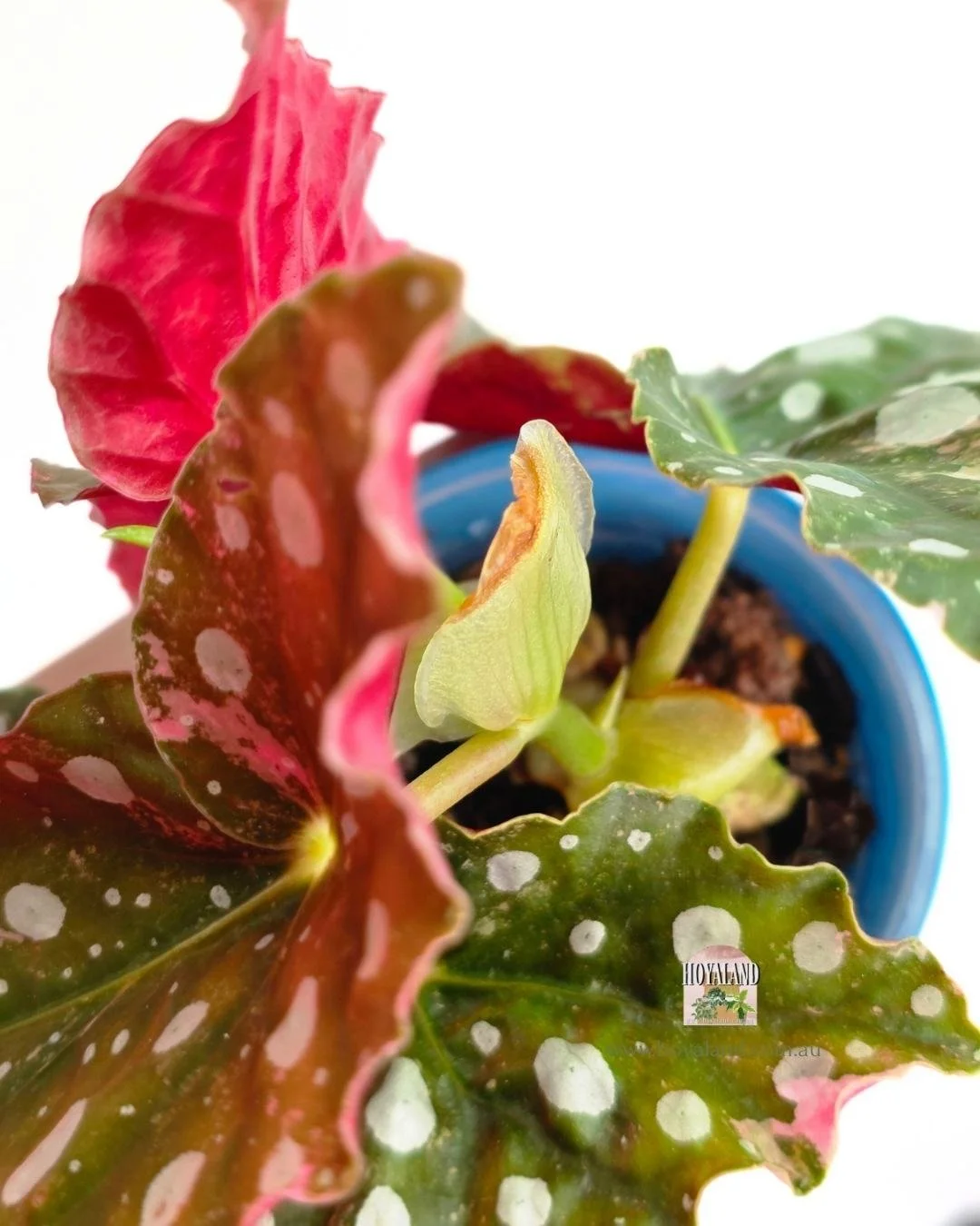 Begonia maculata wightii (3).jpg