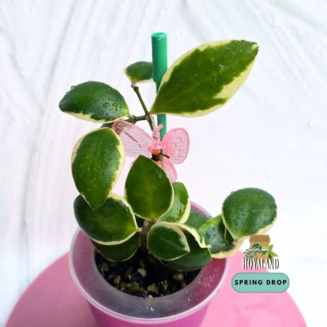 Established Hoya incurvula Albomarginata showing small succulent rounded leaves with creamy white outer margins and subtle tapered tips