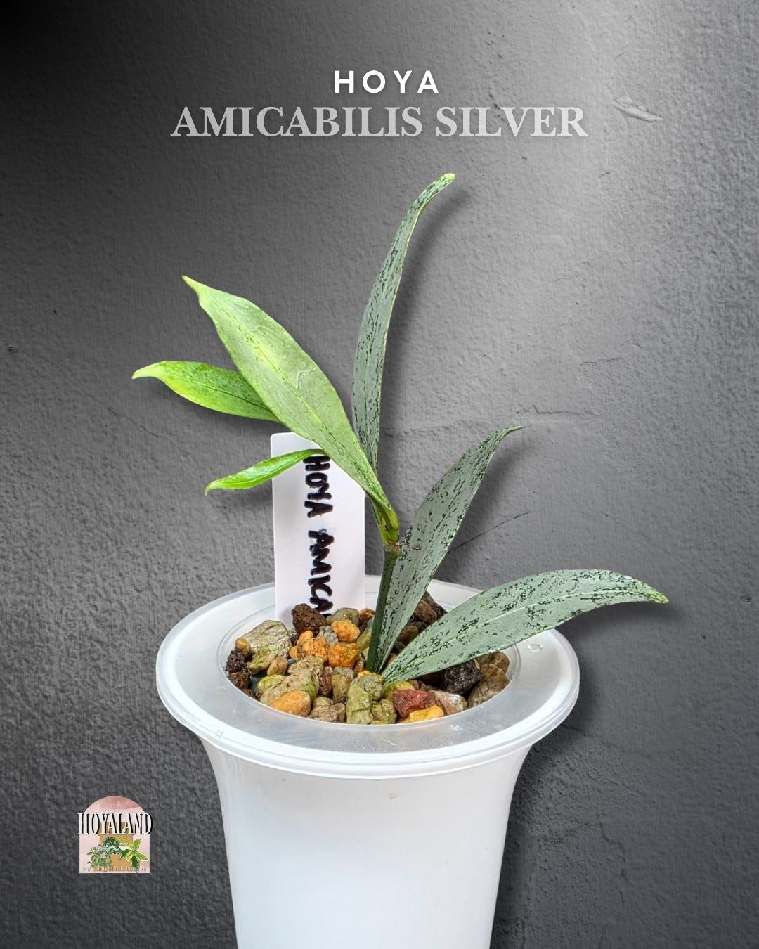 Hoya amicabilis silver (2).jpg