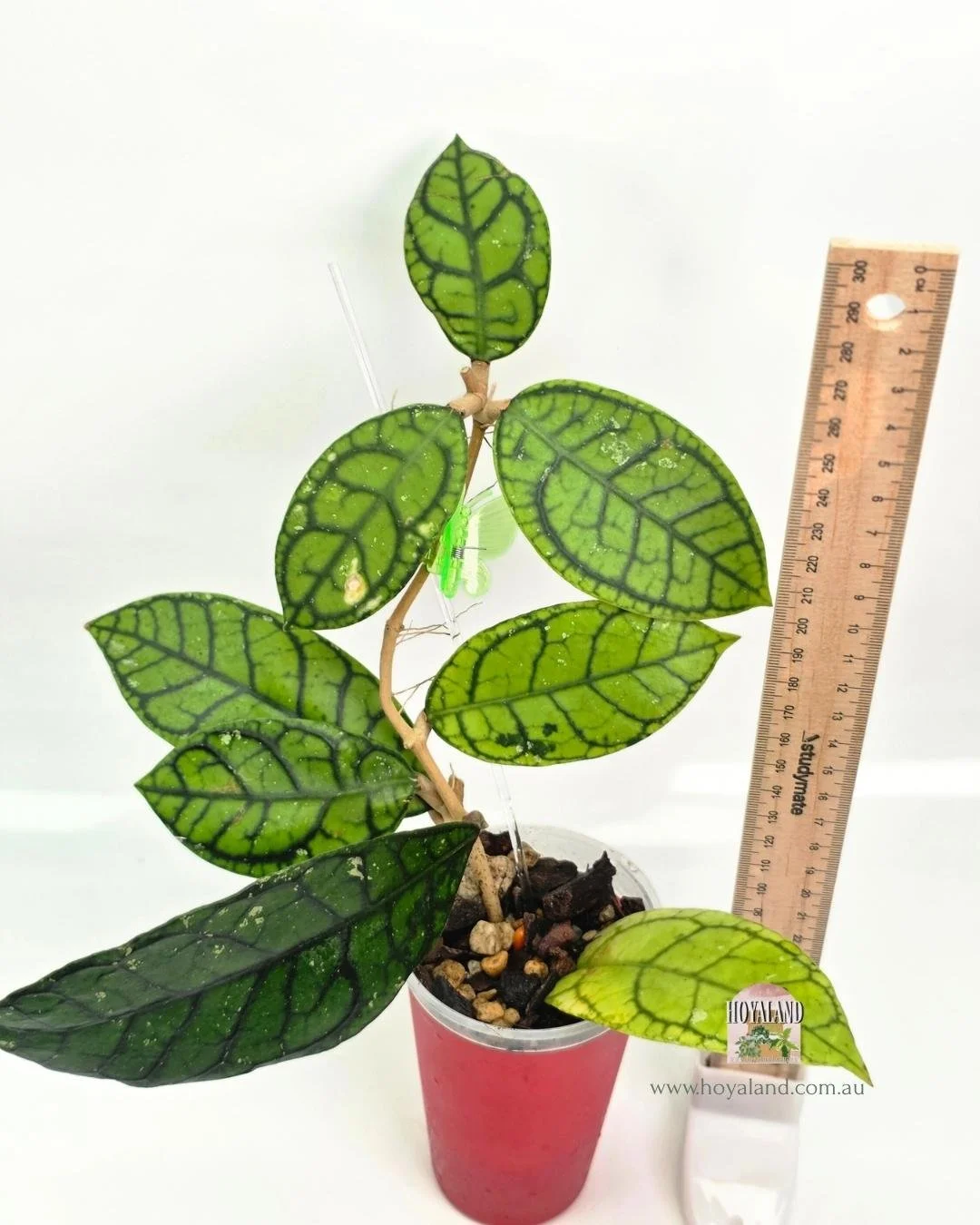 Hoya callistophylla vena (2).jpg
