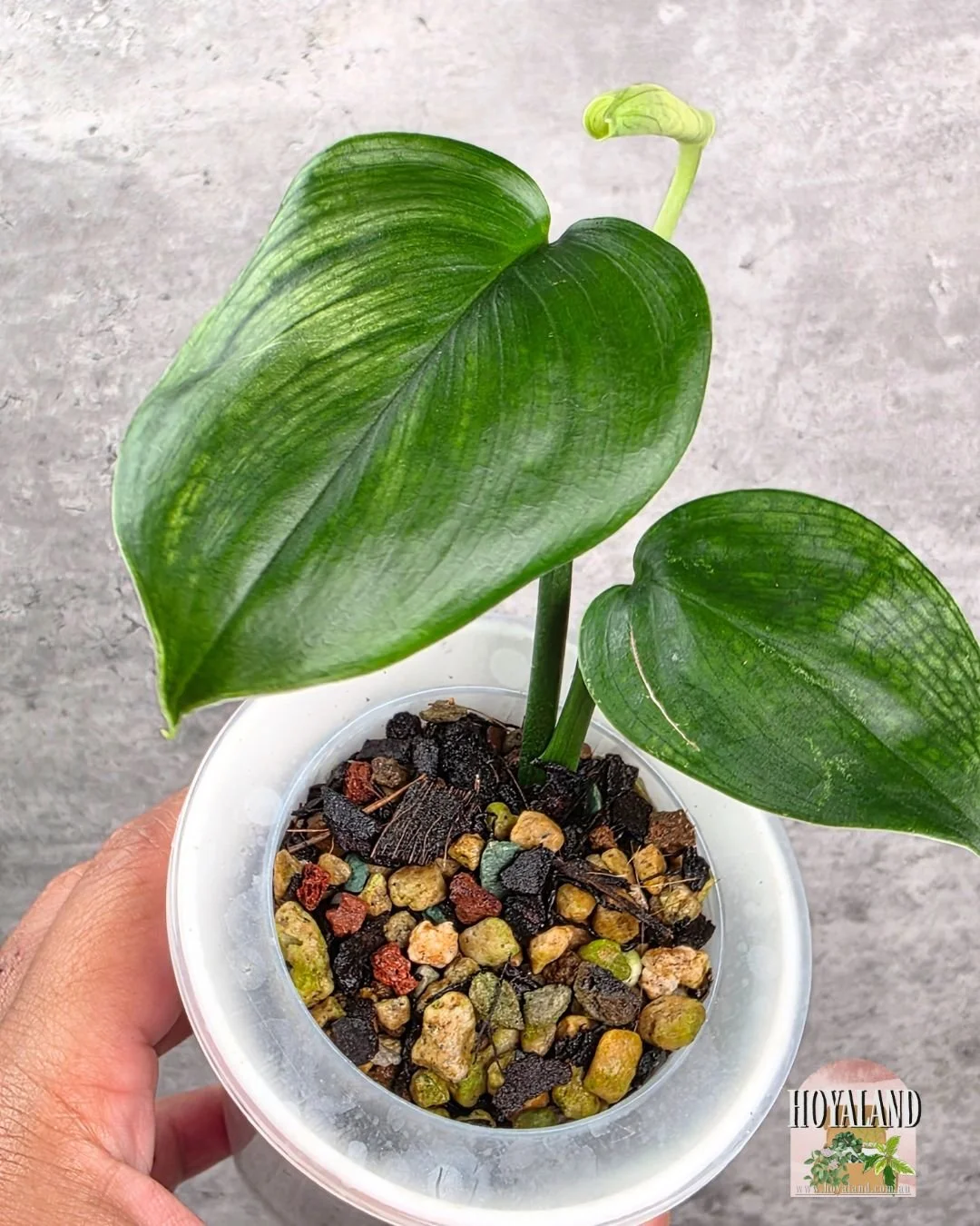 Scindapsus White Monster (5).jpg