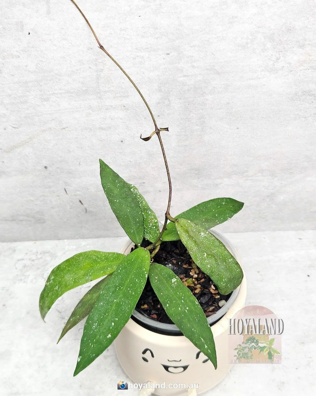 Hoya scortechinii ut 001 (5).jpg