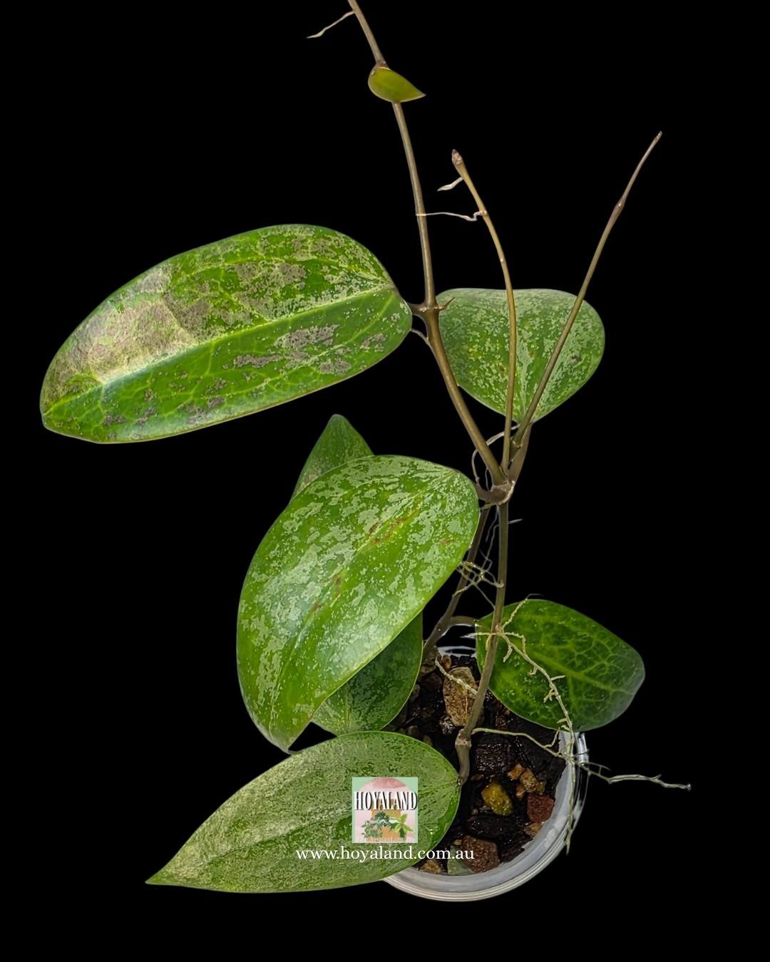 Hoya aurora (1).jpg