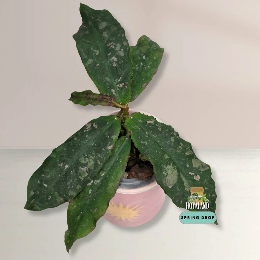 Hoya undulata (4).jpg