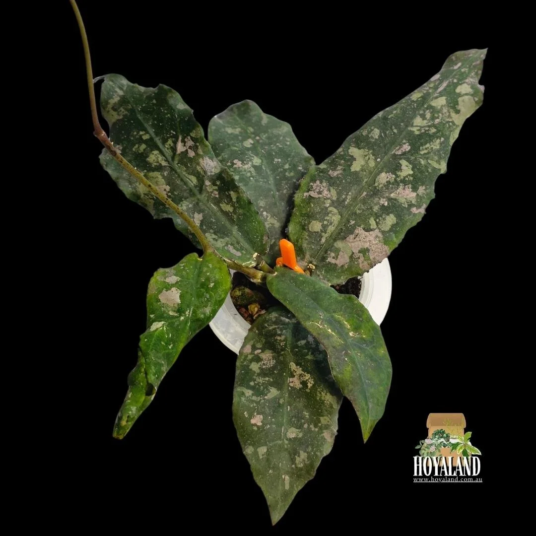 ⛄  Hoya undulata | Large