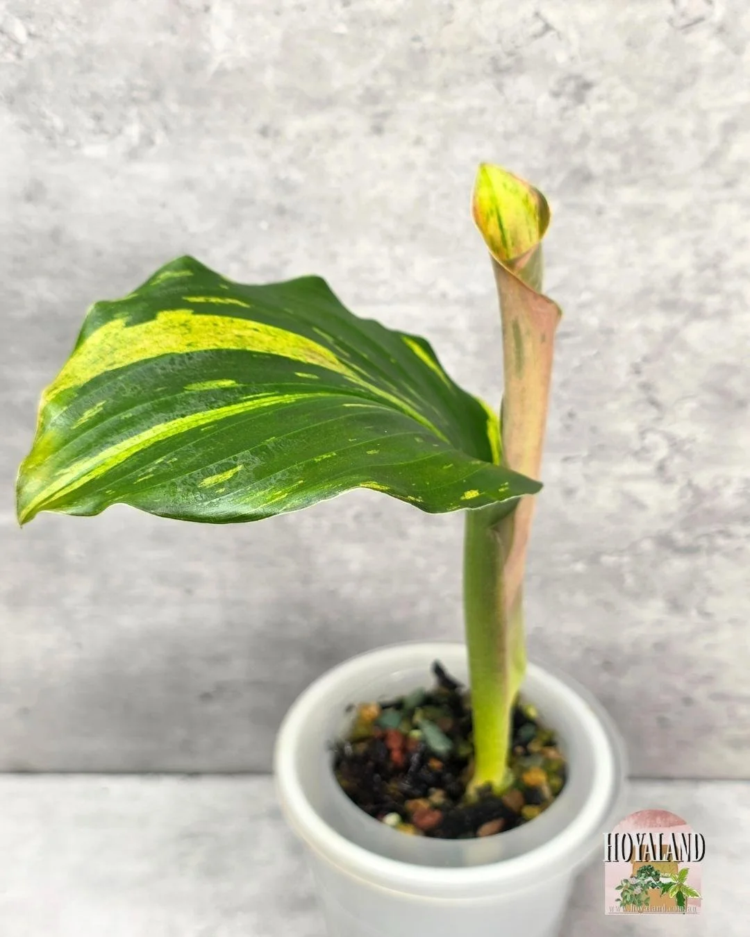 Kaempferia Variegata (3).jpg