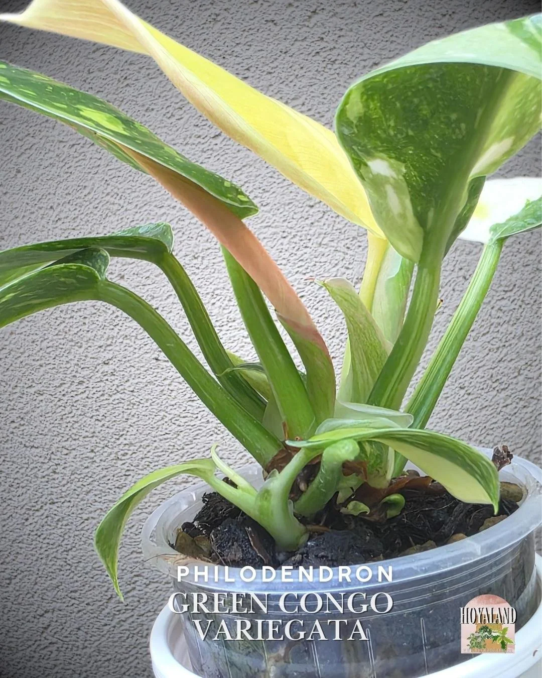 Philodendron green congo variegata b (3).jpg