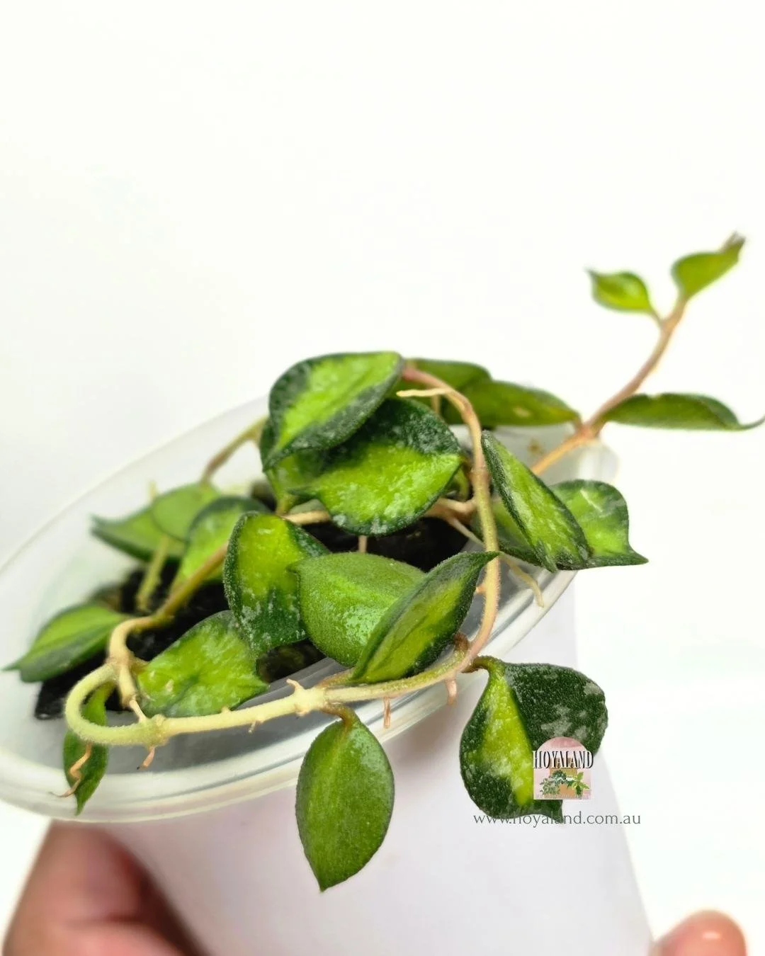 Hoya curtisii variegata (2).jpg