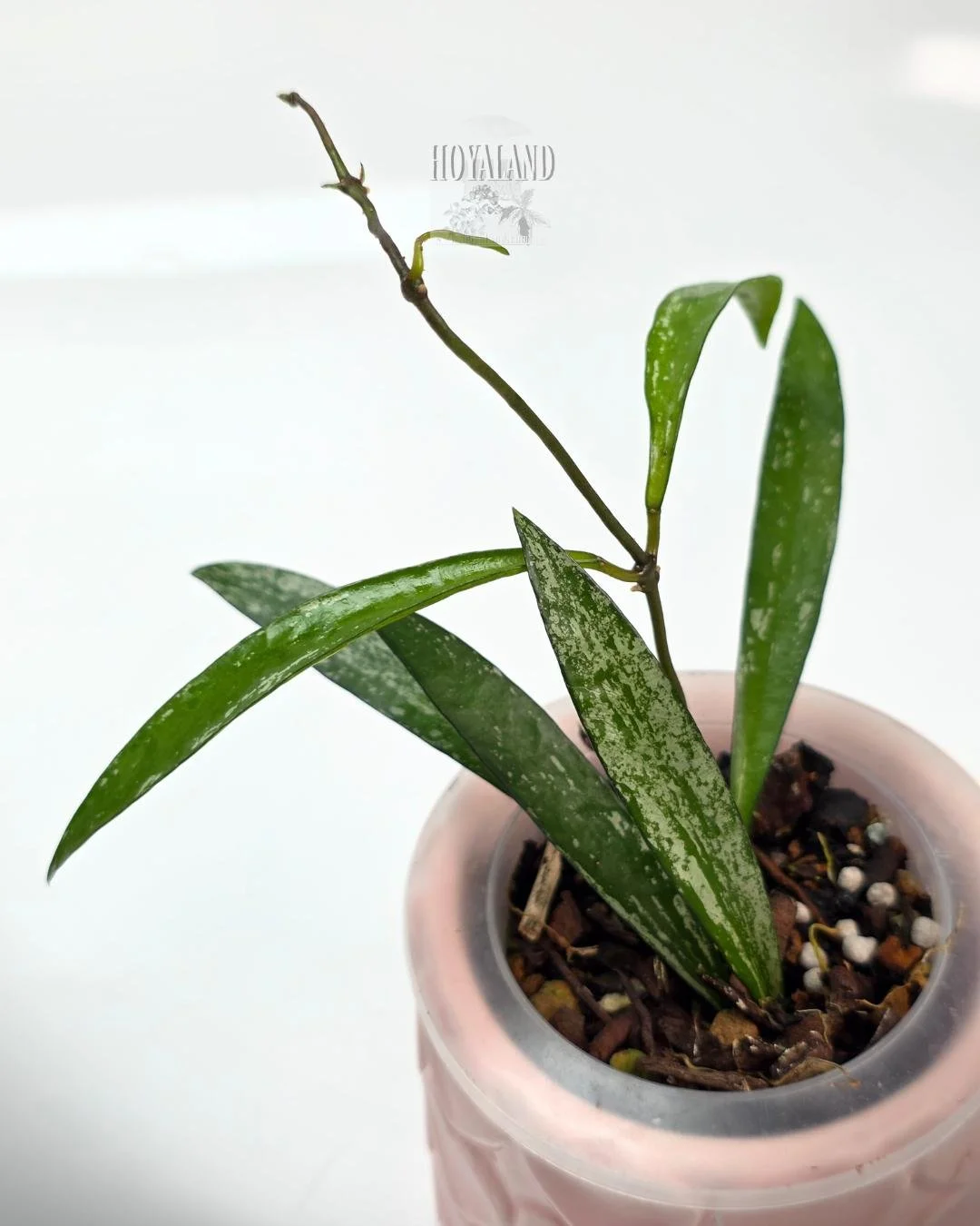 Hoya Tanggamus Bamboo (5).jpg