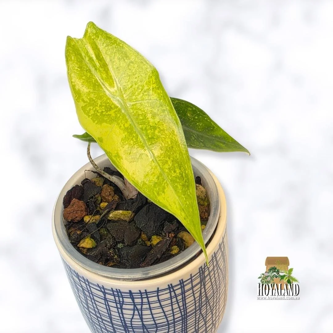 Alocasia lemon mint aka forest (2).jpg