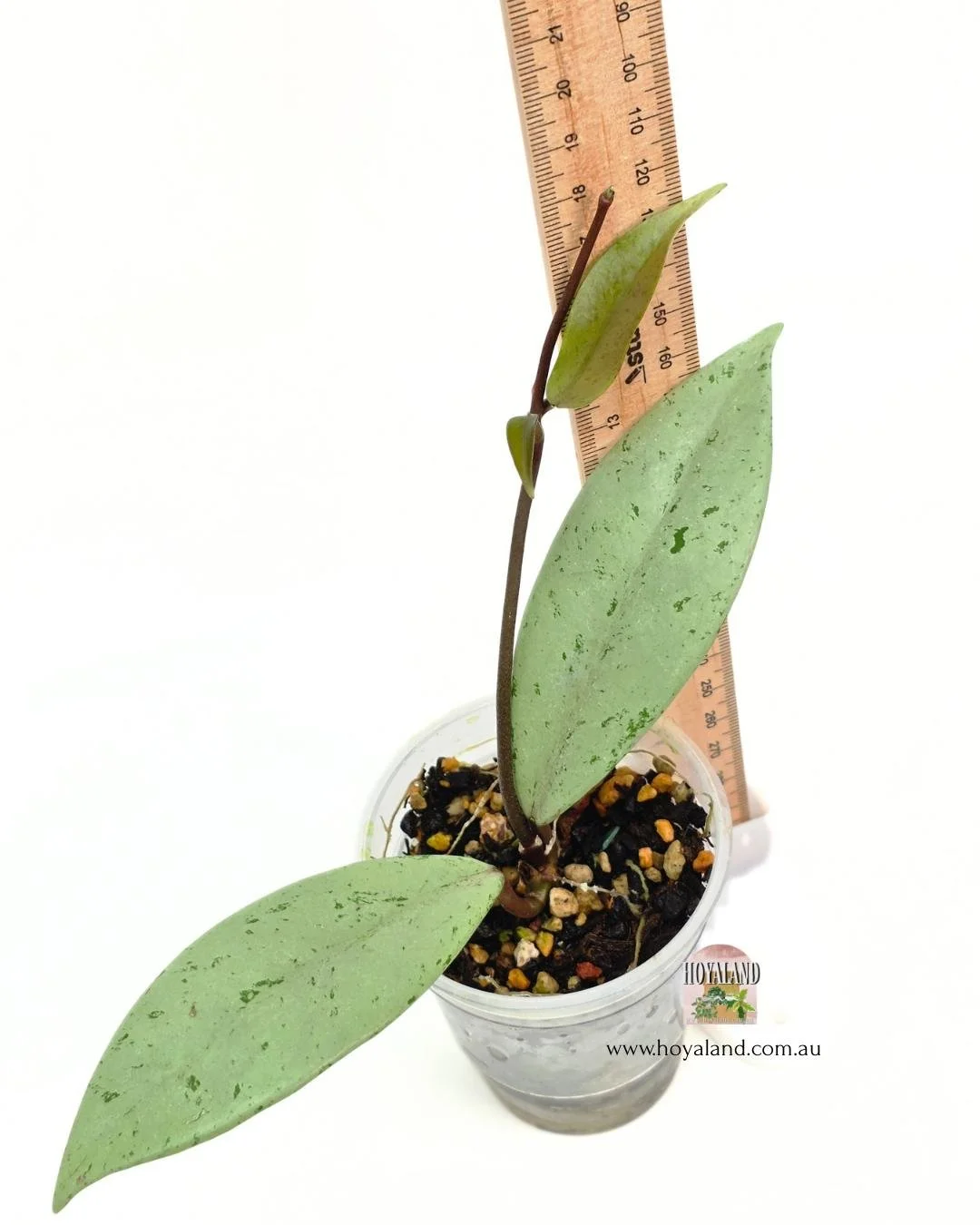 Hoya pubicalyx pink silver ghost 2 (4).jpg