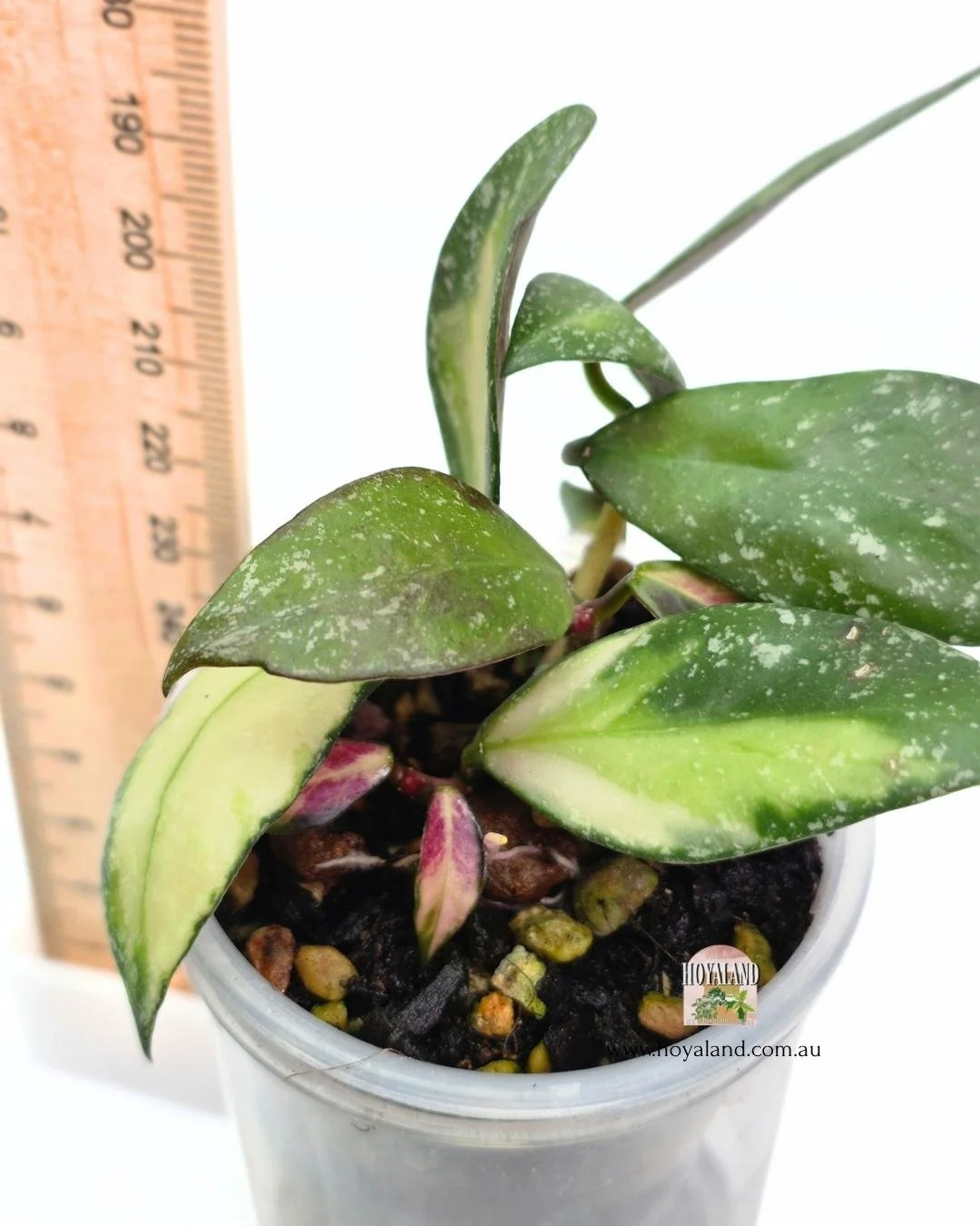 🍂 Rare Hoya Nabawanensis Variegata 2 GROWTH POINTS