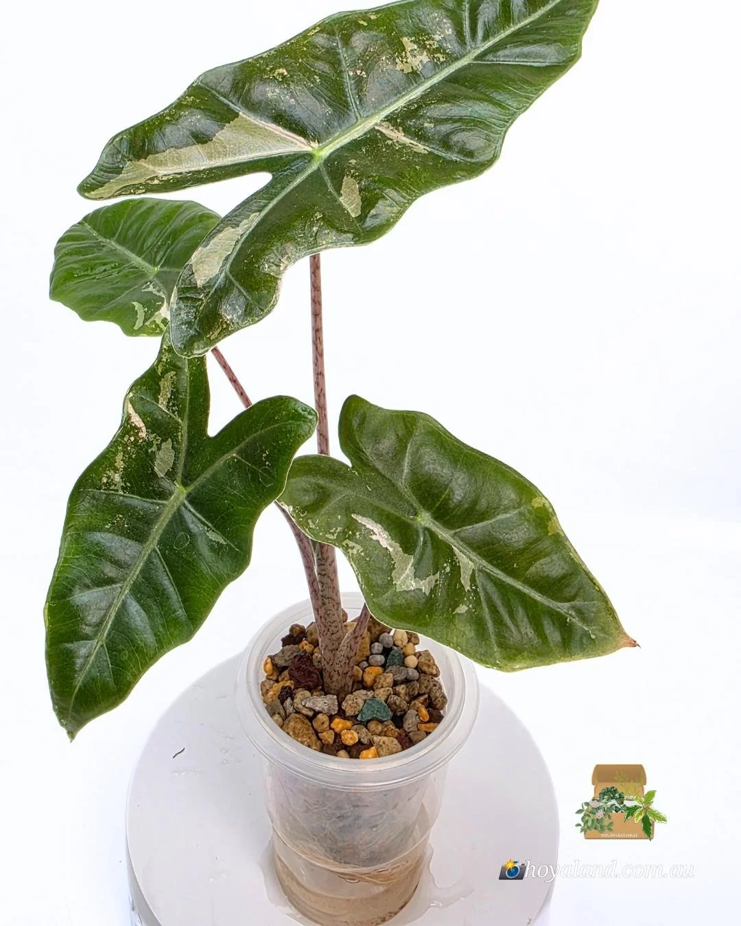 Alocasia pseudo sanderiana pink (4).jpg