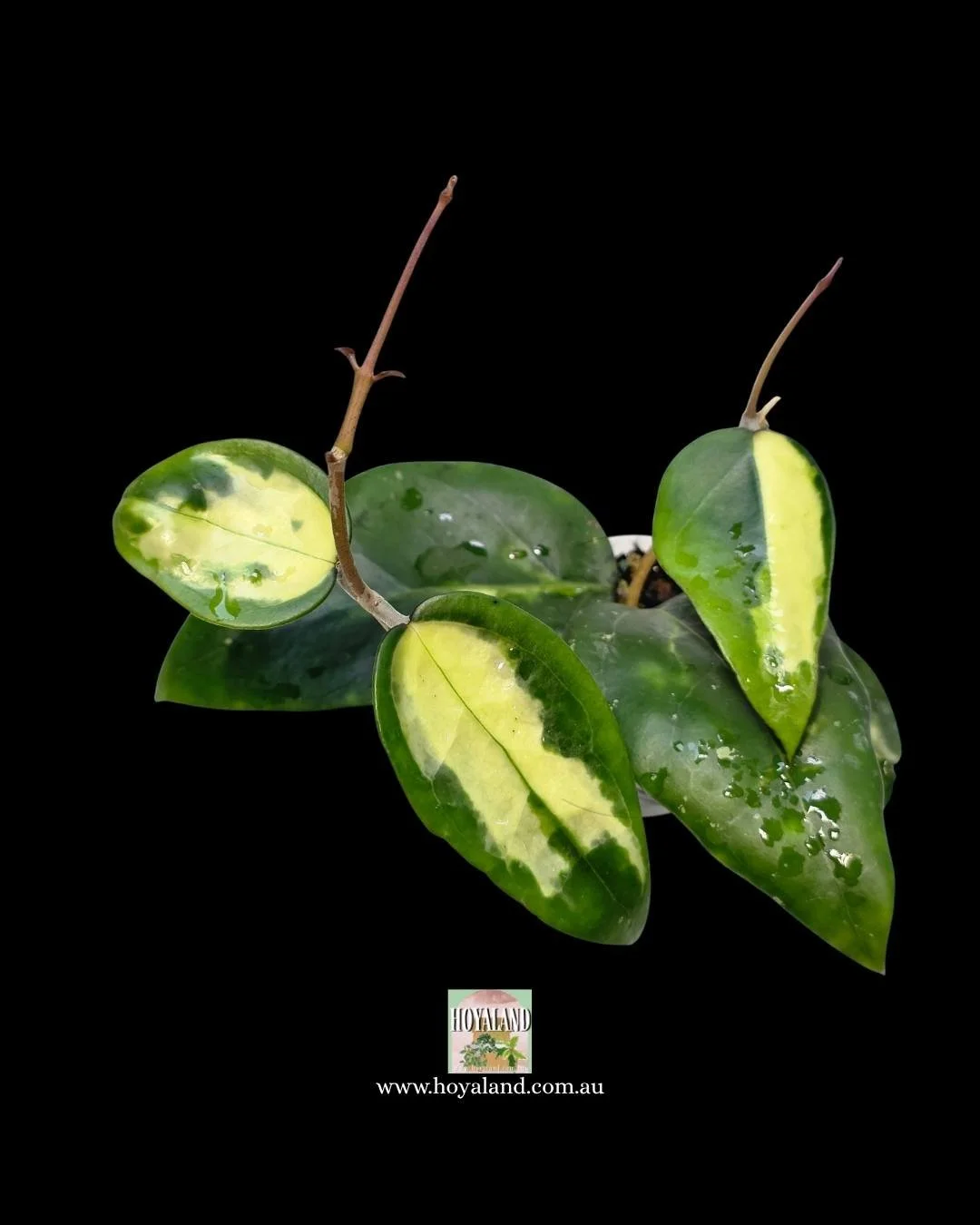 Hoya verticillata panglay inner (1).jpg