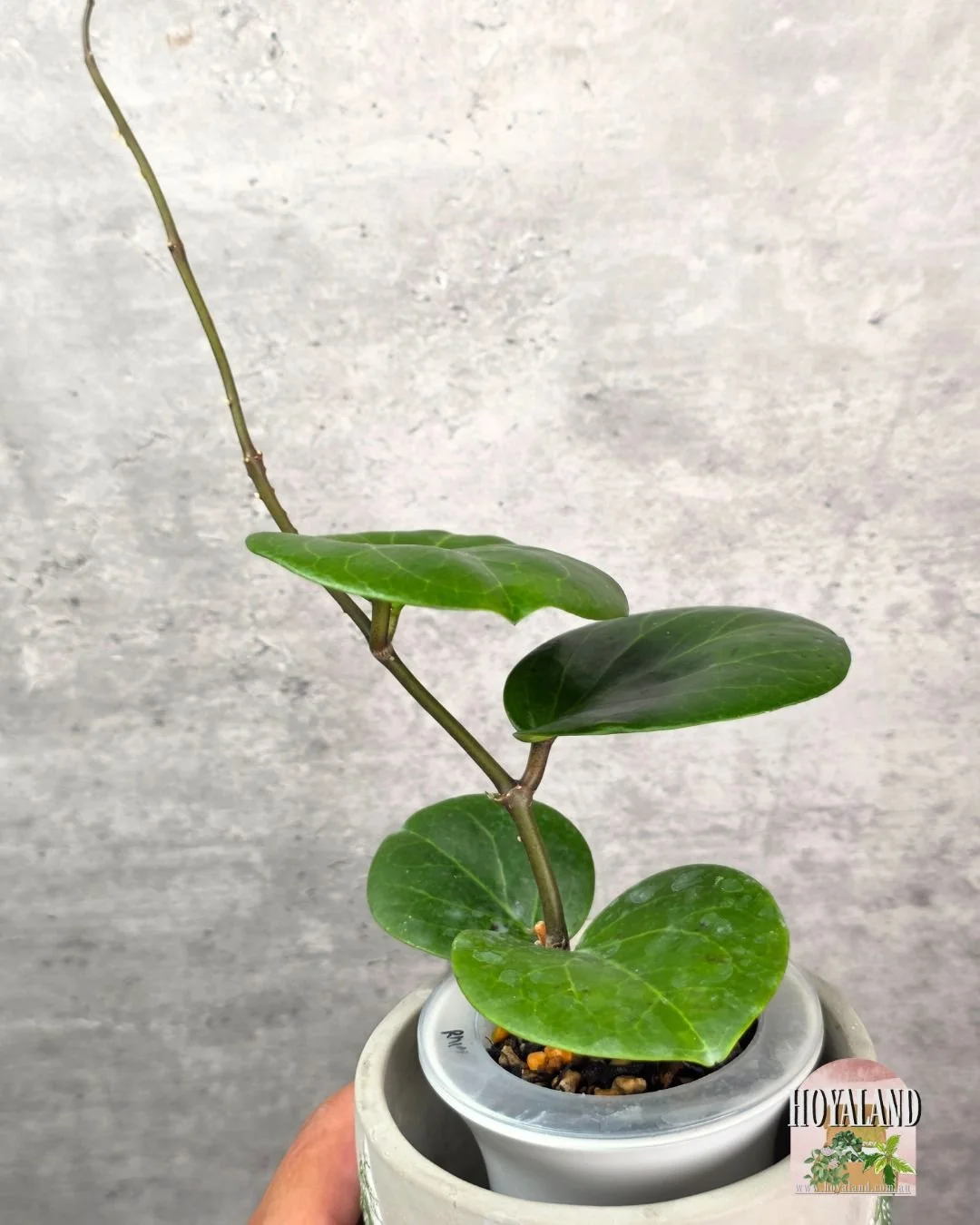 Hoya Rhiannon.jpg