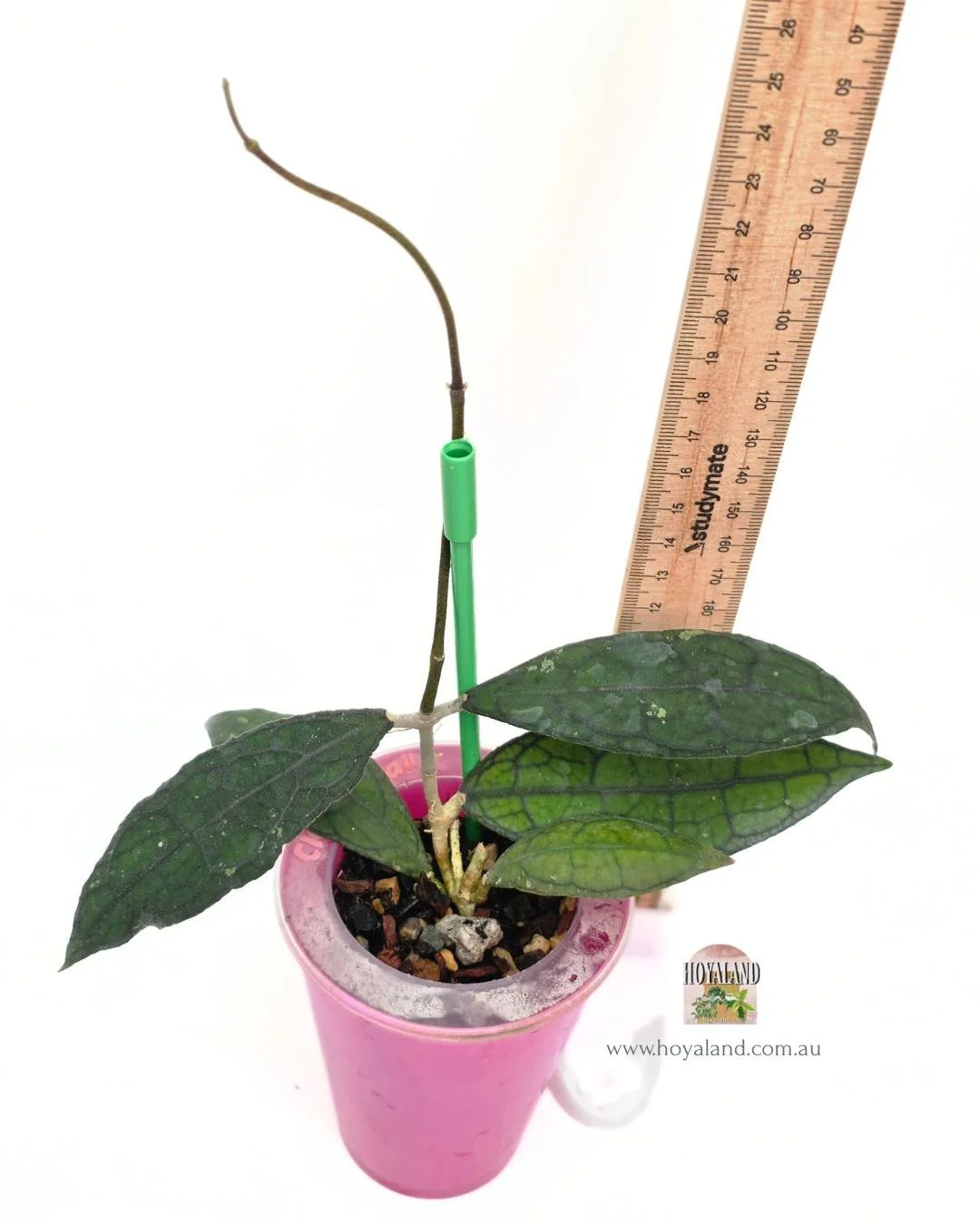 Hoya clemensiorum mini (3).jpg