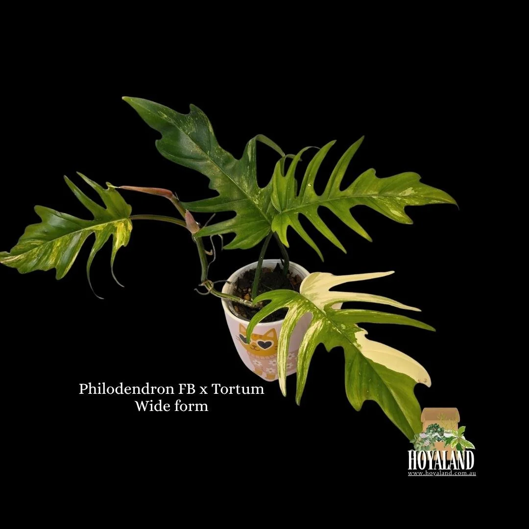 Philodendron FB x Tortum Wide form (9).jpg