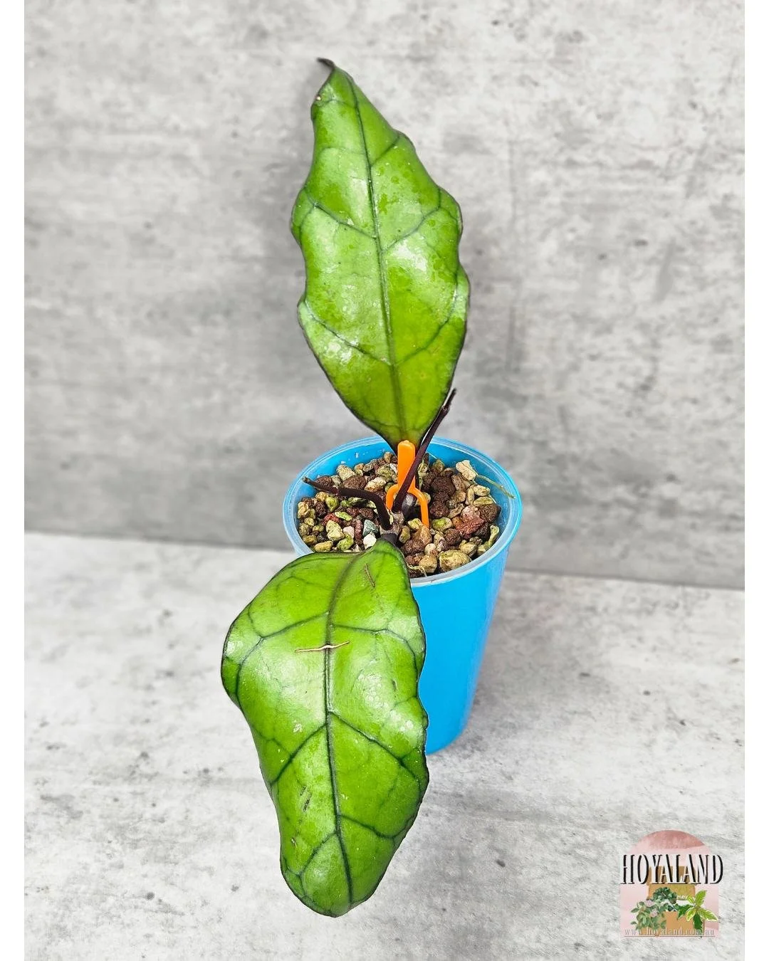 Hoya finlaysonii Tabalong (11).jpg