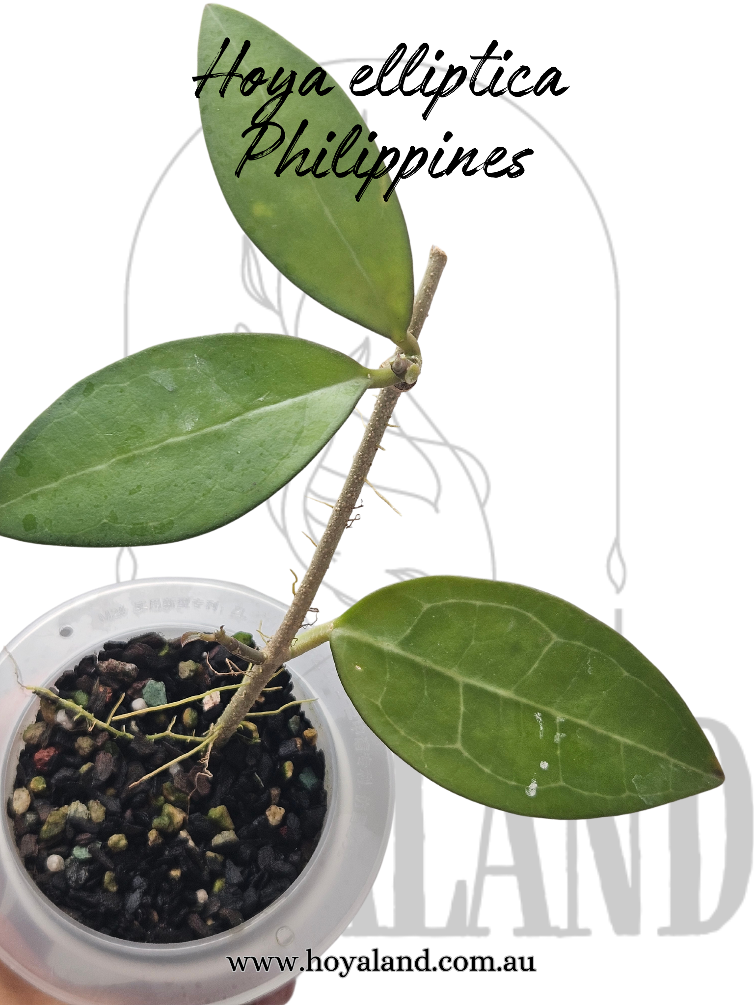 Hoya elliptica Philippines.png