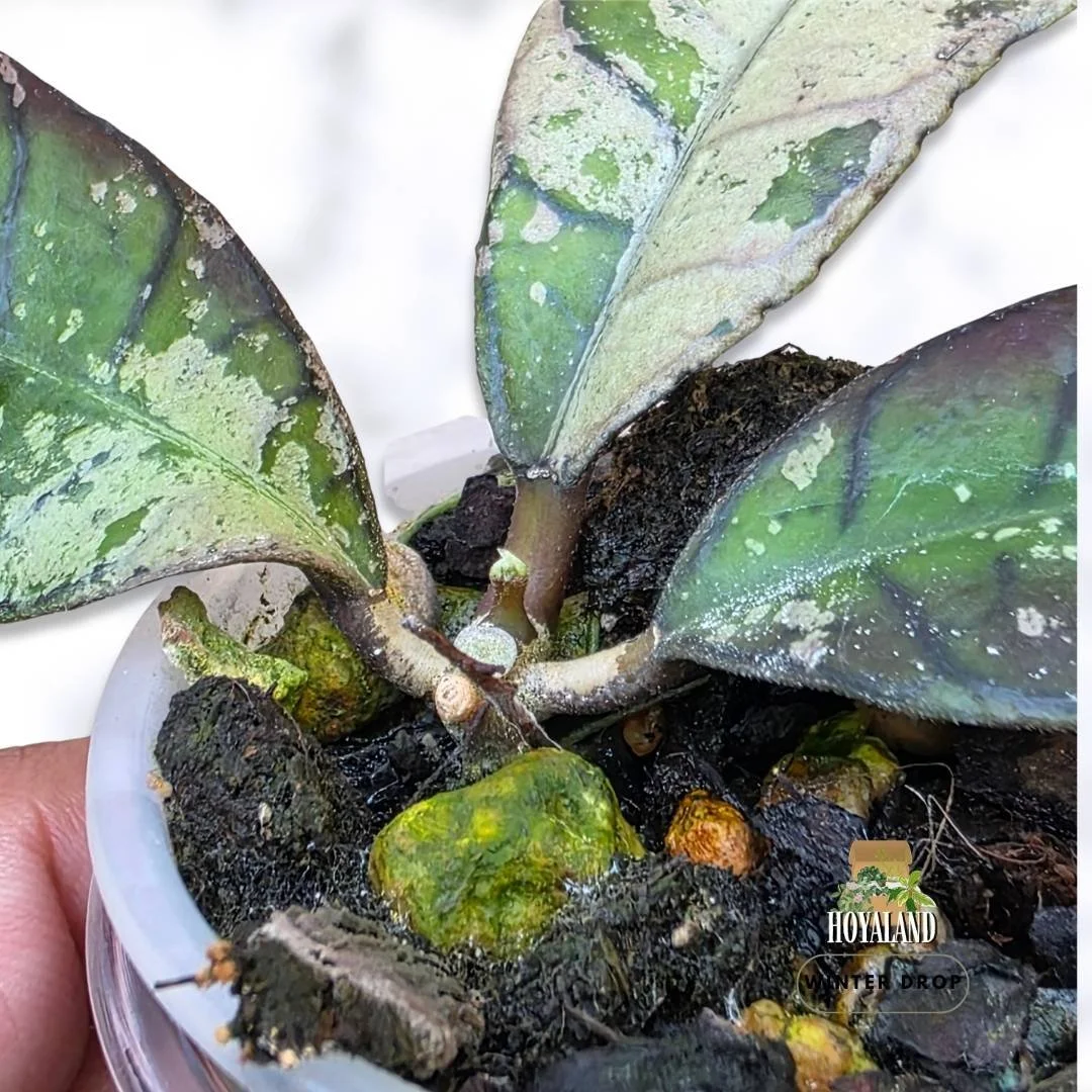 hoya-gunung-gading-silver-variegated-collector-plant (6).jpg