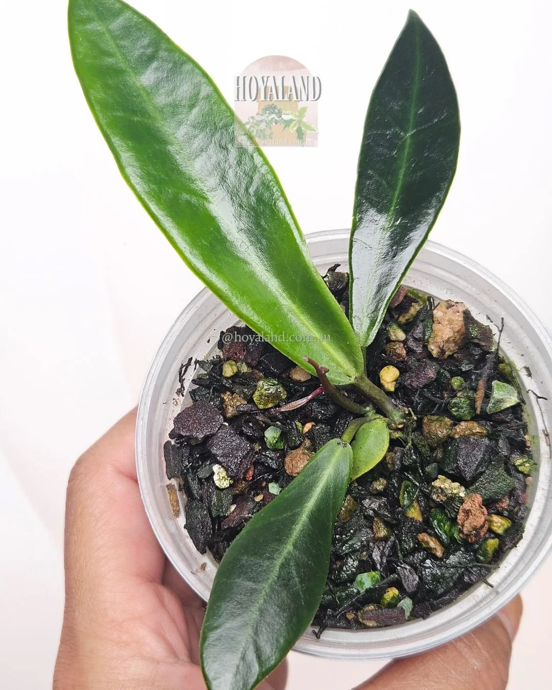 Hoya pulchra narrow (3).jpg