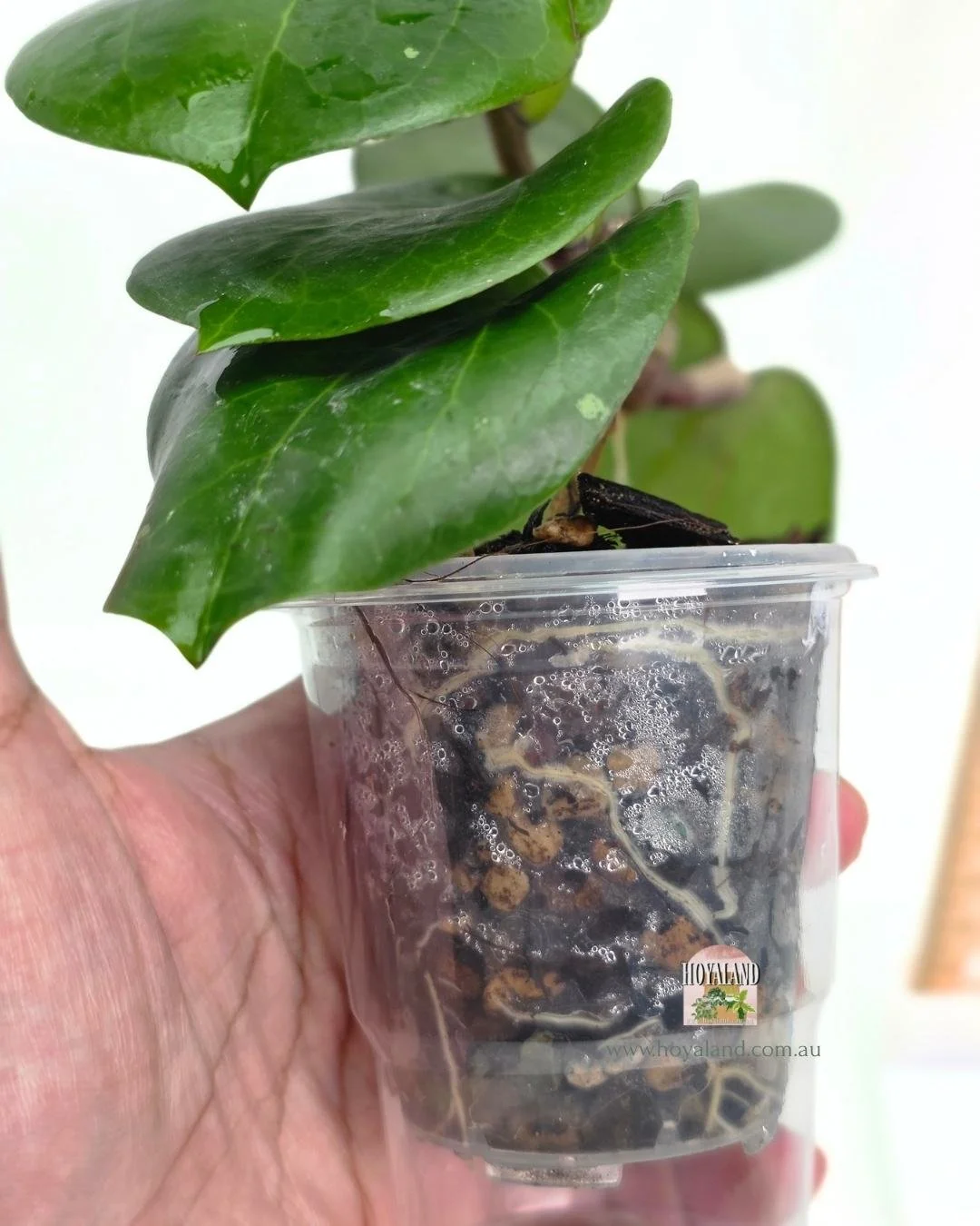 Hoya rhianon 2 (4).jpg