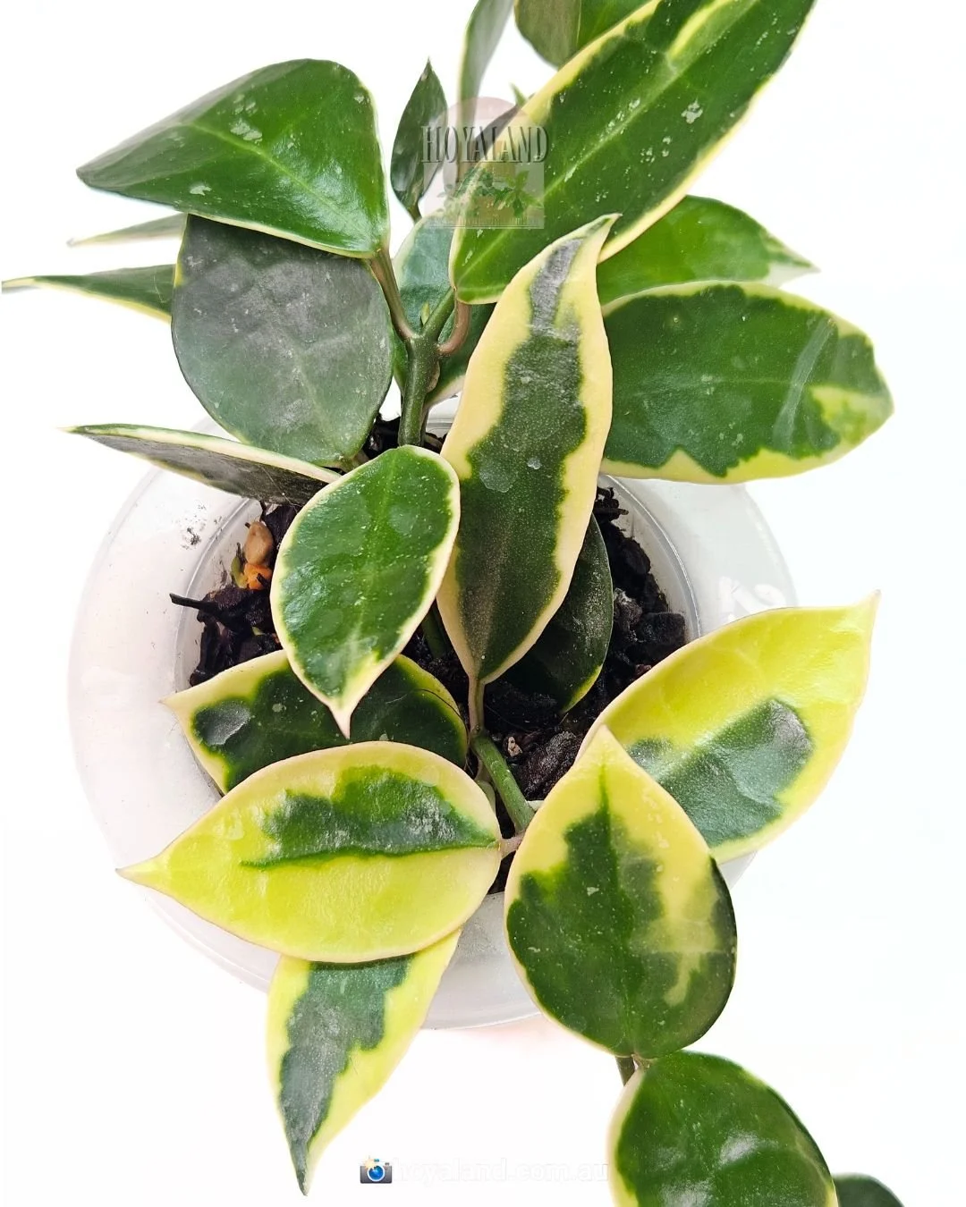 Hoya lacunosa wonosobo (8).jpg
