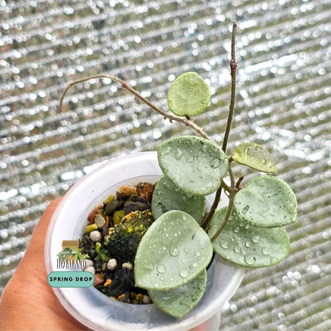 Hoya mathilde silver indo (2).jpg