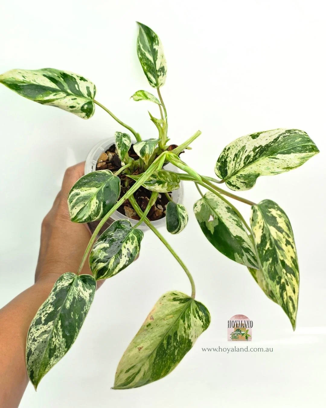 Philodendron emerald queen (6).jpg