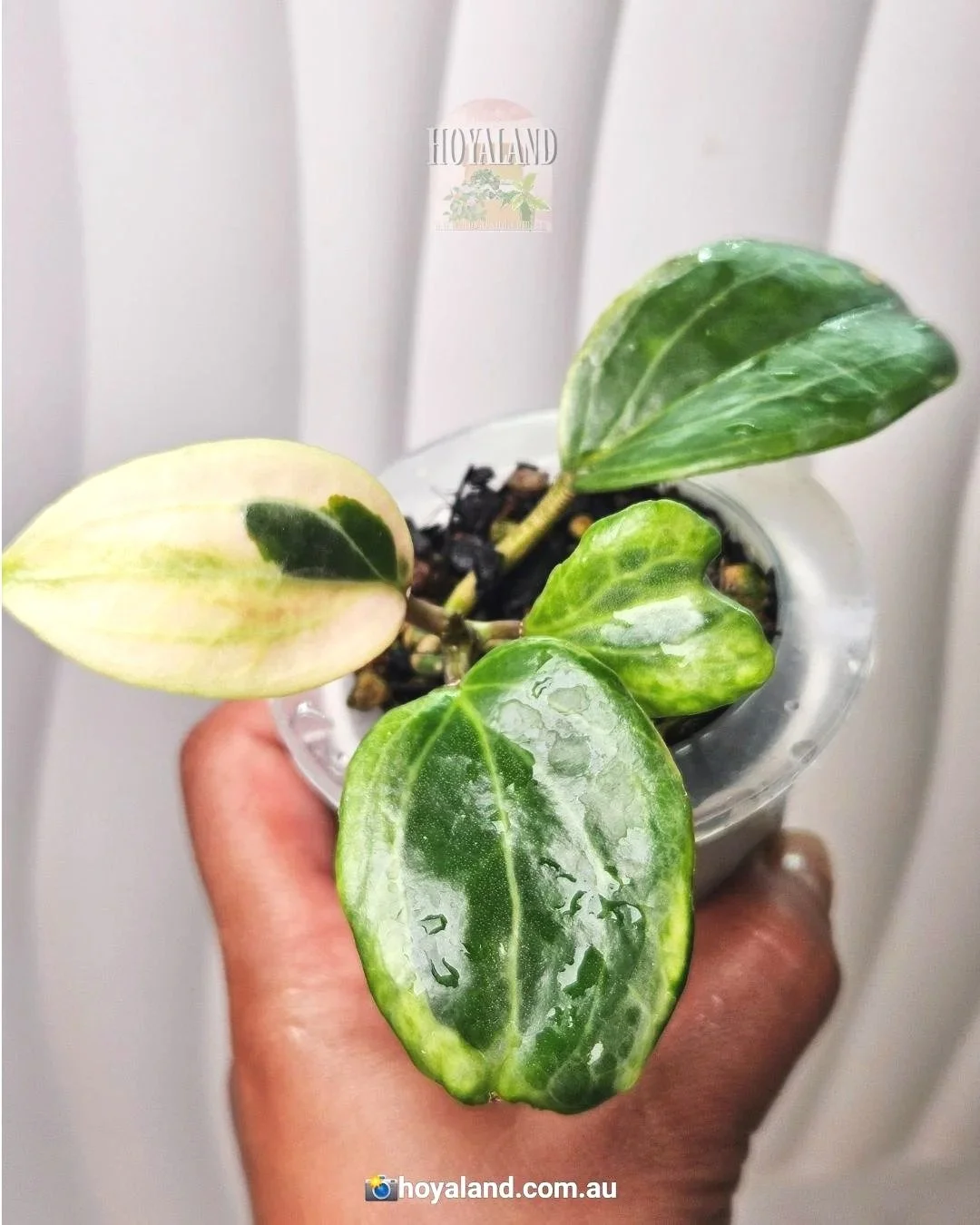 Hoya+lil+plu+%284%29.jpg