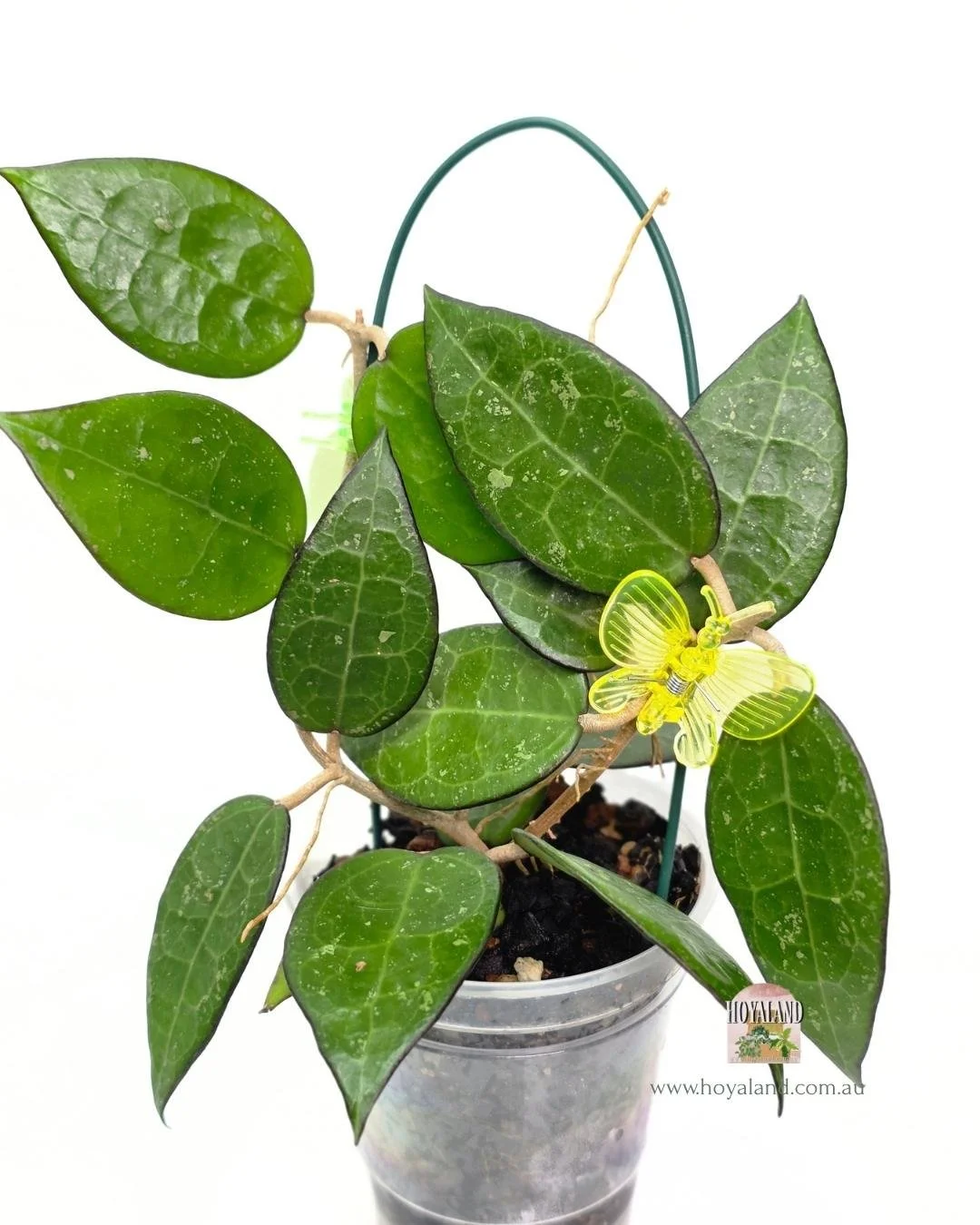 Hoya verticillata black margin (2).jpg