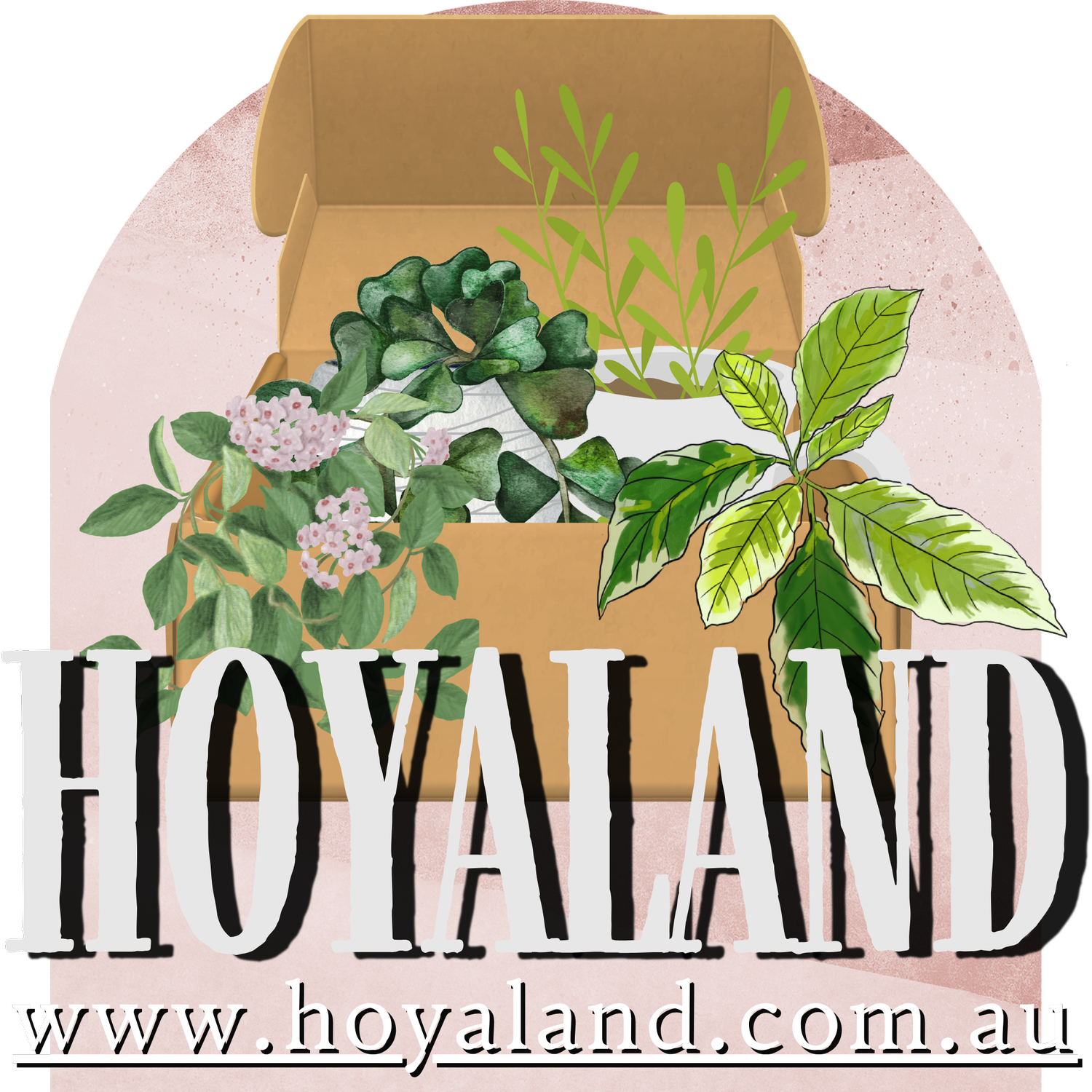 Hoyaland Rare Plants Australia