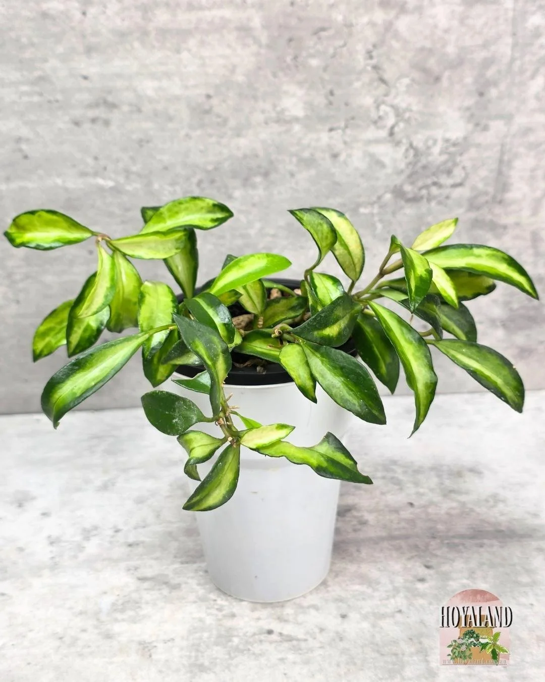 Hoya lacunosa Bruno (2).jpg