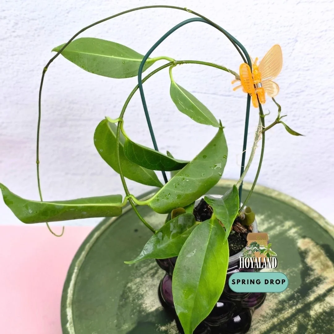 Hoya chloroleuca (Rare Green-Centered White Blooms)