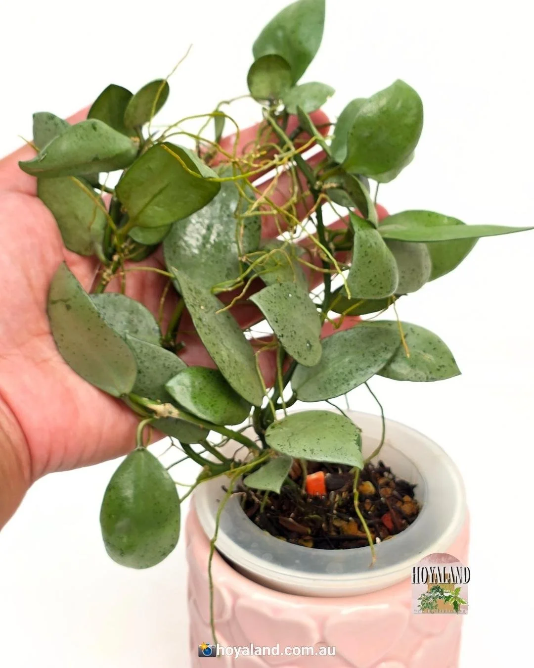 Hoya lacunosa silver mint coin (2).jpg