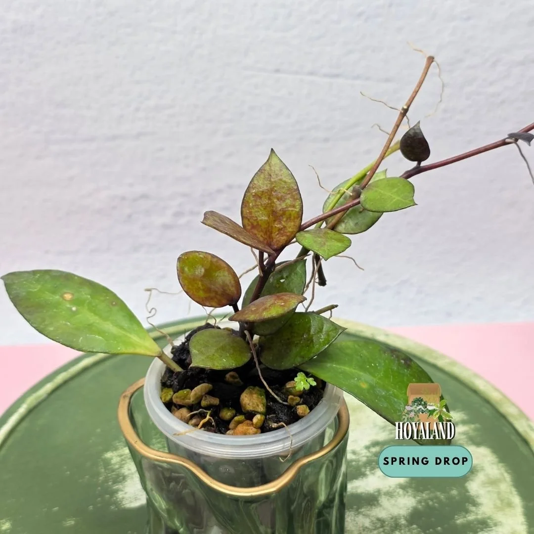 Established Hoya lacunosa Black Coin showing small rounded succulent coin-shaped leaves with near-black sunstress and fragrant star blooms