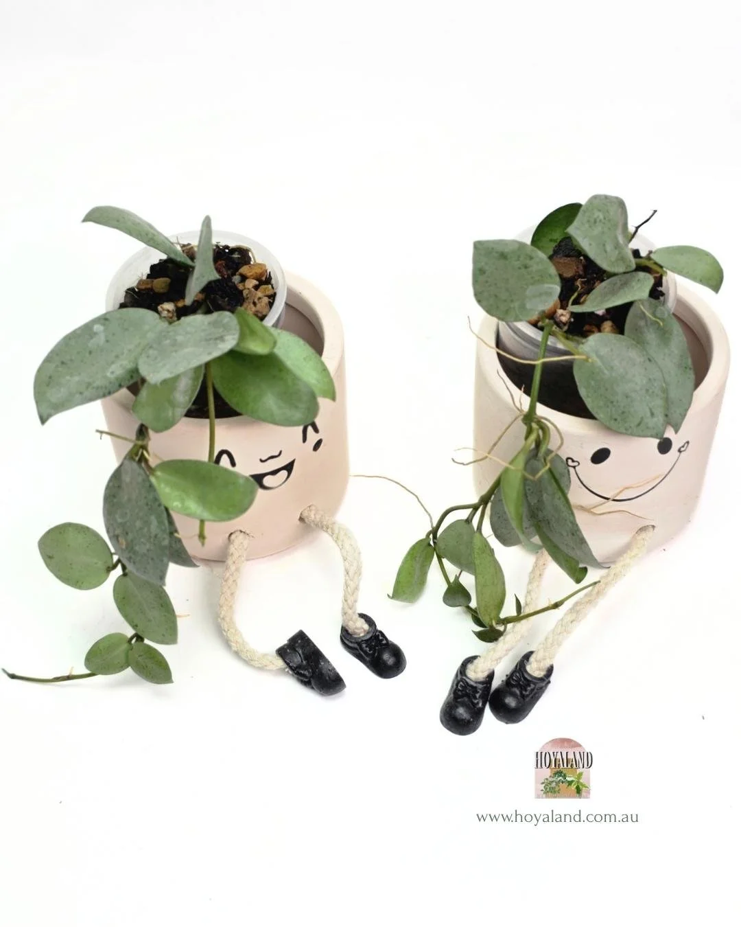 Hoya lacunosa mint coin silver (3).jpg