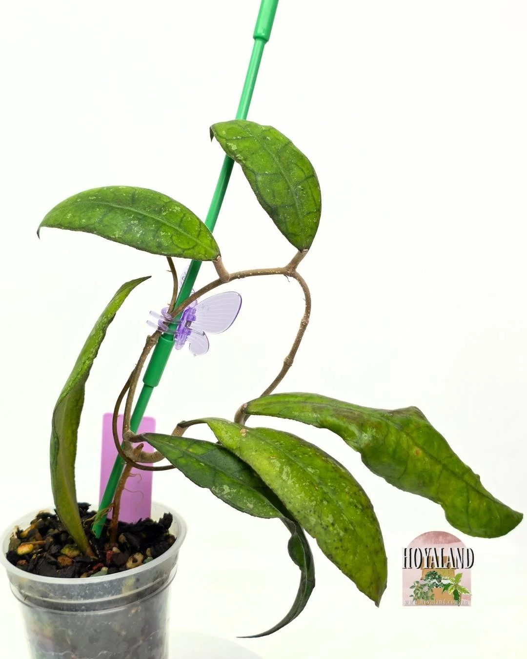 Hoya finlaysonii sukirin.jpg