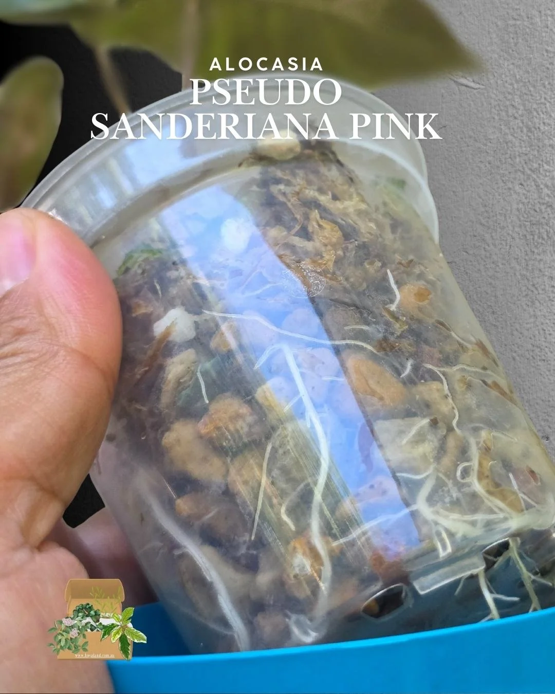 Alocasia pseudo sanderiana pink (6).jpg