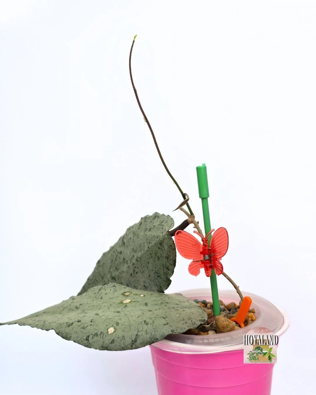 Hoya caudata argene (3).jpg