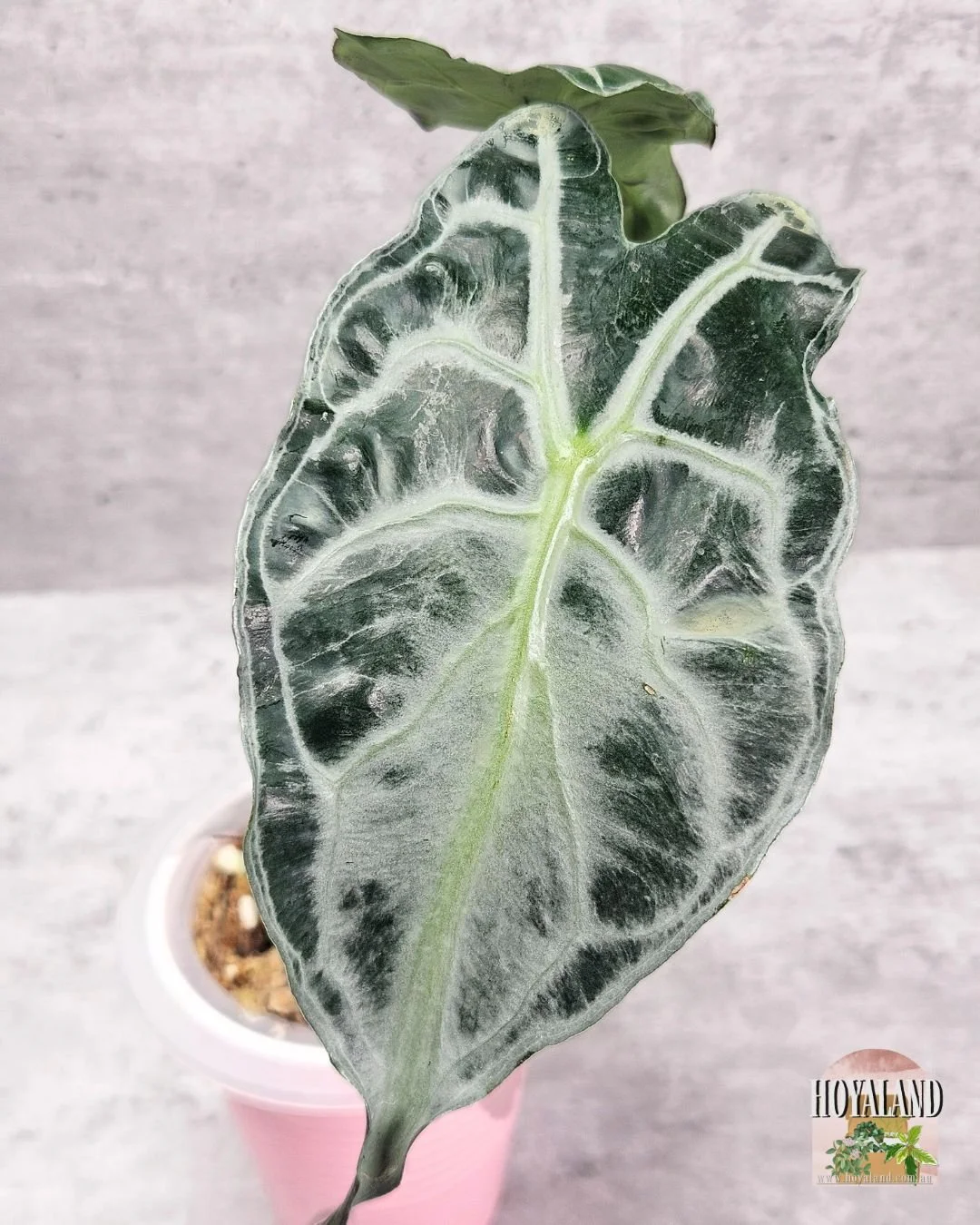 ALOCASIA VENOM (8).jpg
