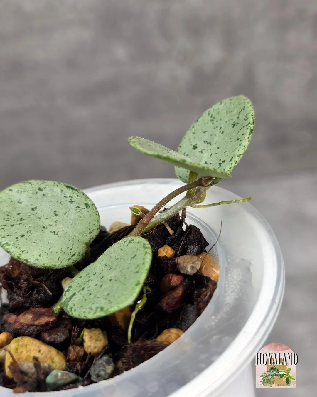 Hoya Grey Fairy A (2).jpg