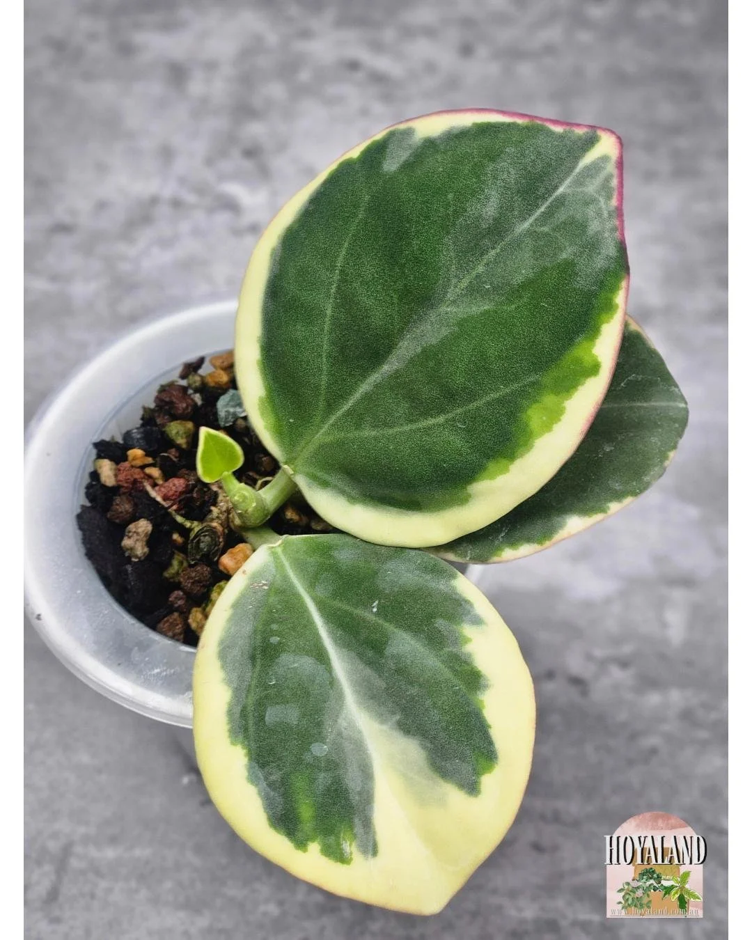 Hoya subquintuplinervis albo (1).jpg