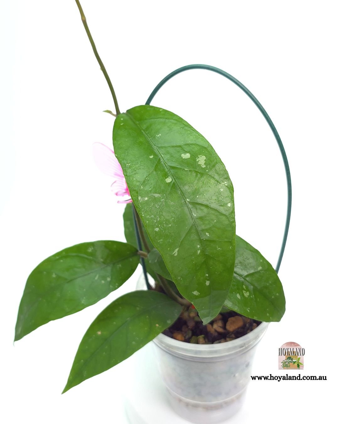 Hoya aceh clone c (5).jpg