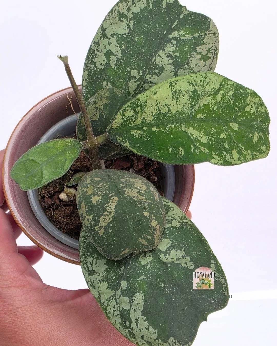 Hoya deykeae mountain dew (2).jpg