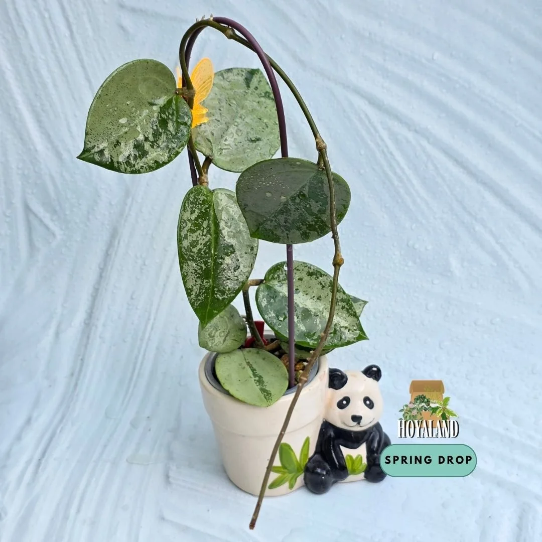Established rare Hoya verticillata Heart Silver showing thick cordate heart-shaped succulent leaves blanketed in metallic silver splash
