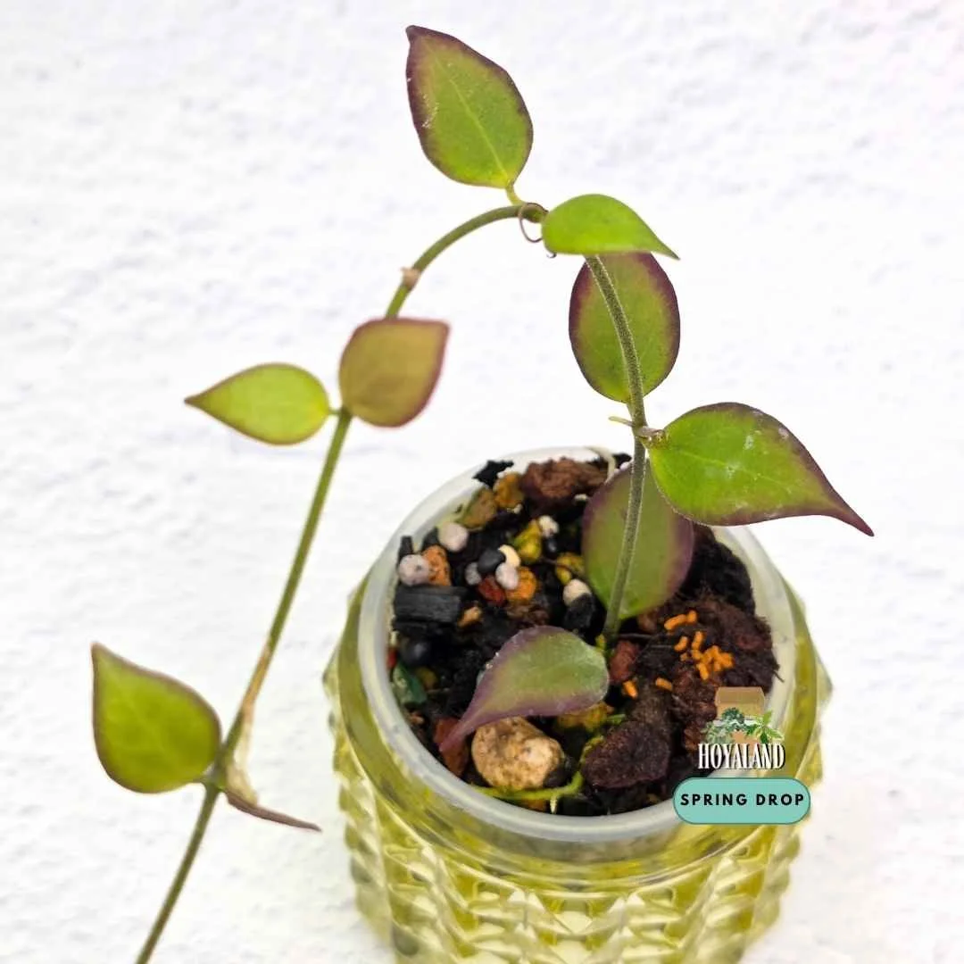 Established rare Hoya microstemma showing neat succulent elliptical leaves and free-flowering growth habit