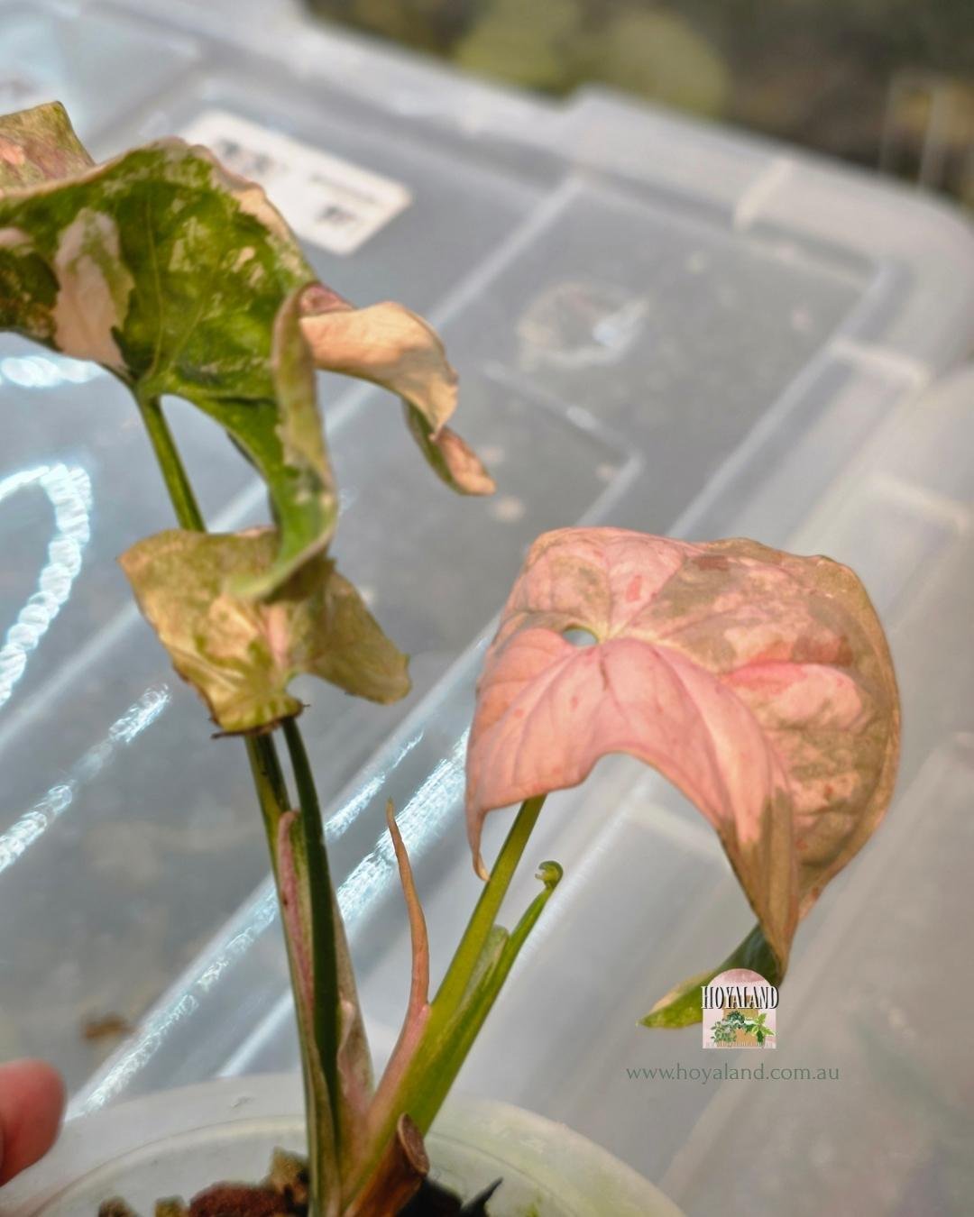Syngonium confetii mutation (10).jpg