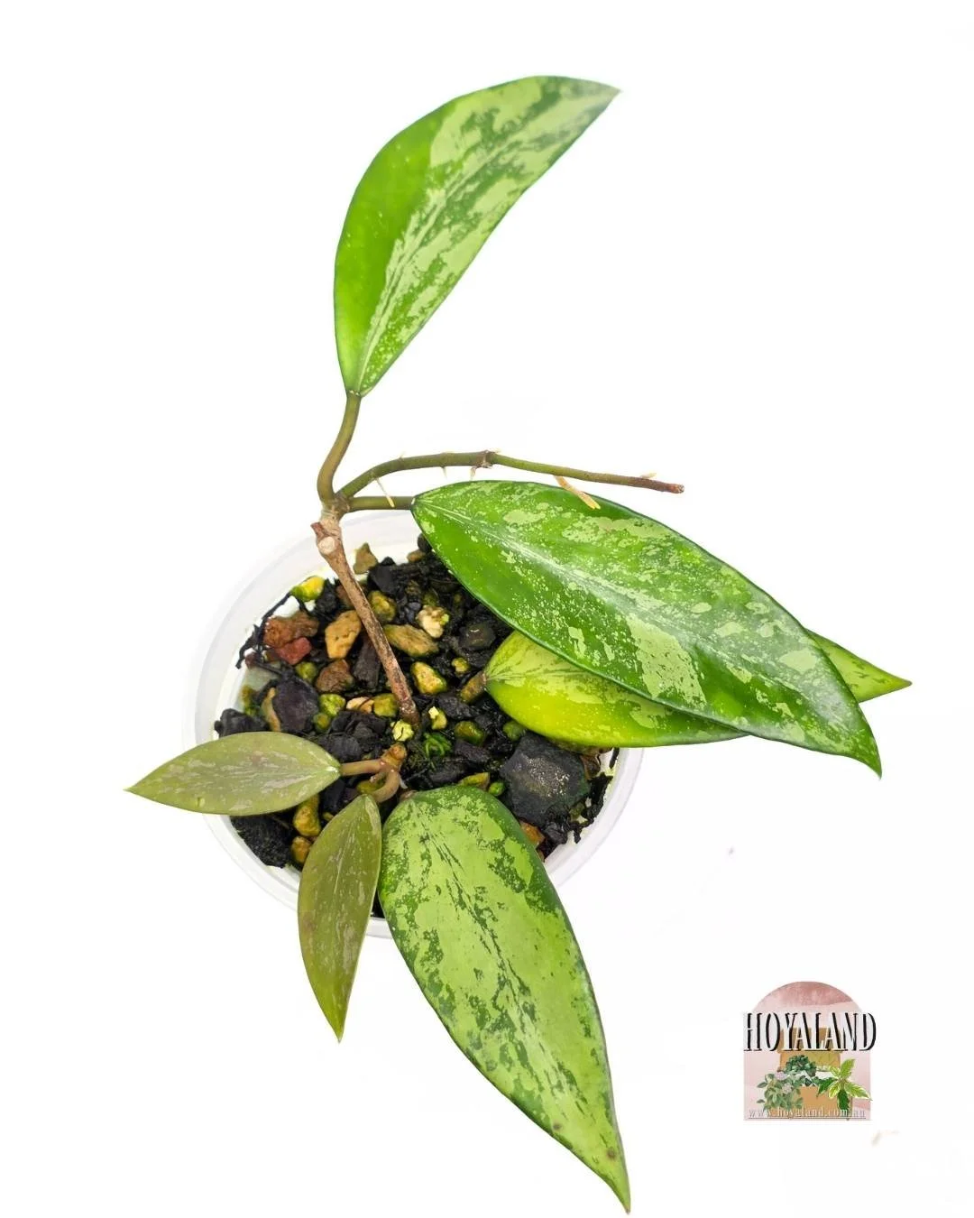 🌞 Hoya Cui Snow XQ  | High Silver Splash 🎇 LC